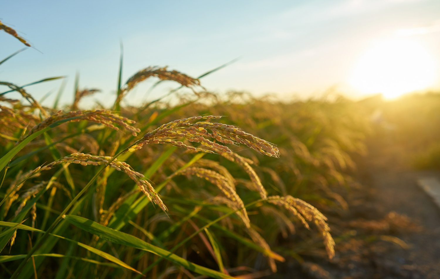 Rice field